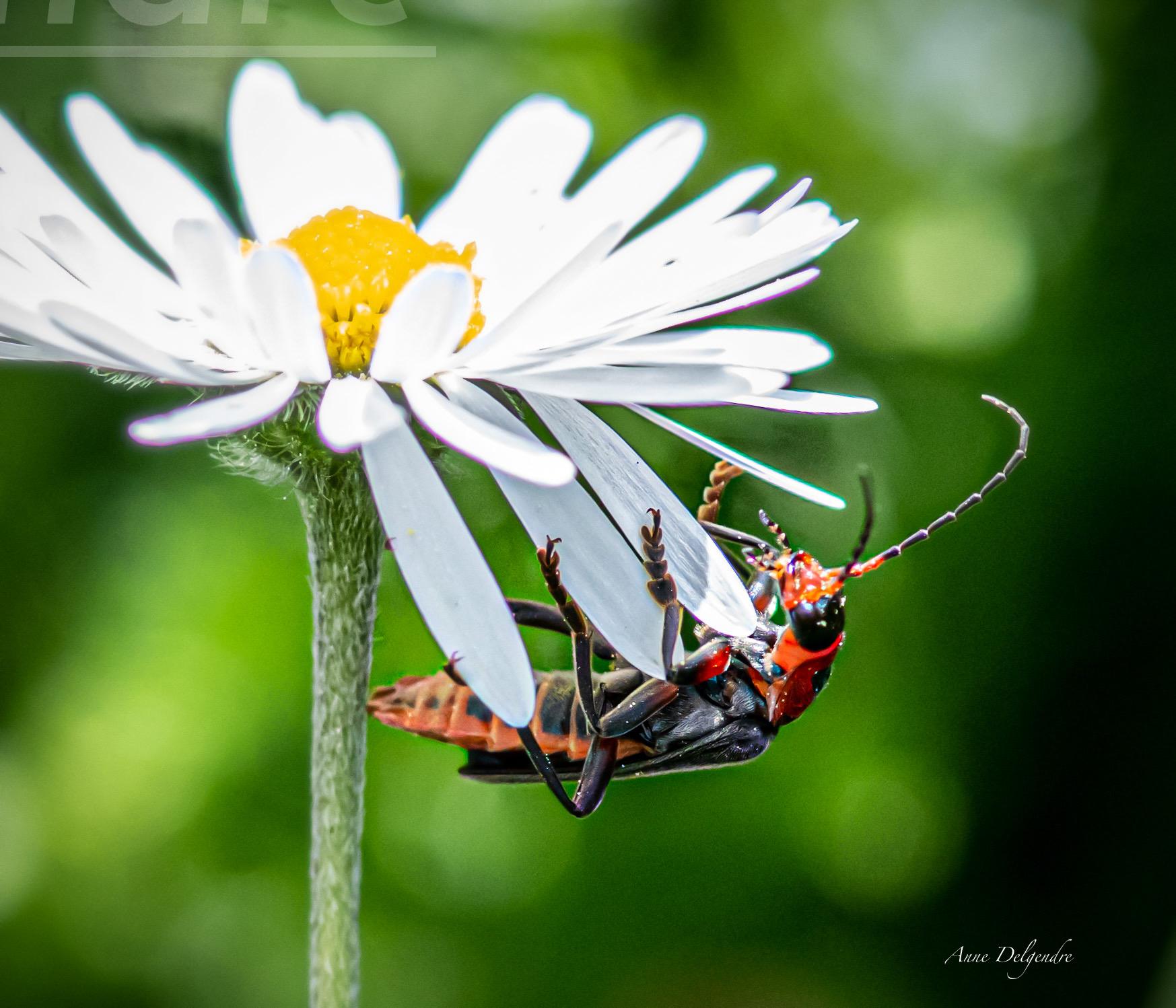 Acrobate 