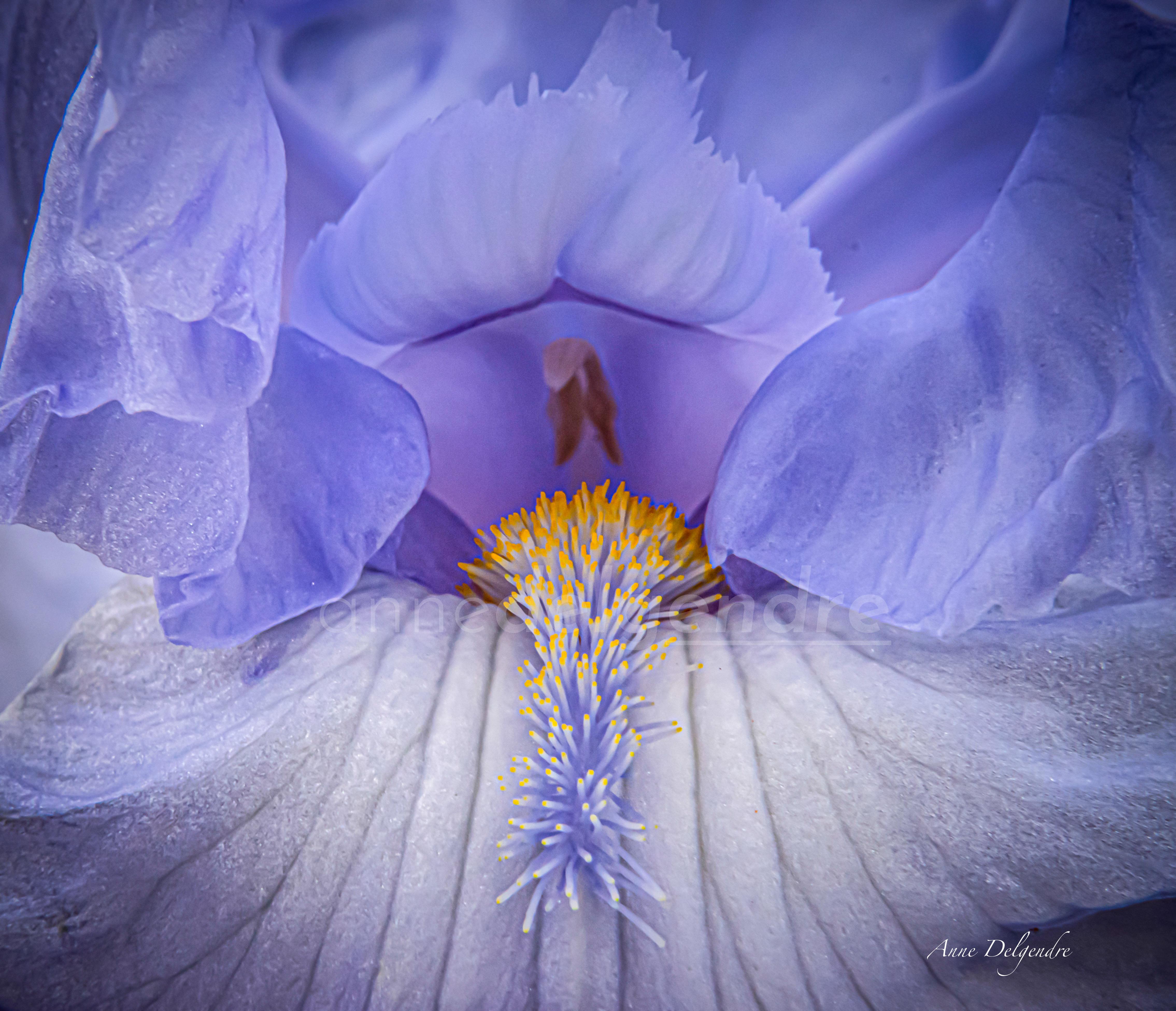 Au cœur de l’iris 