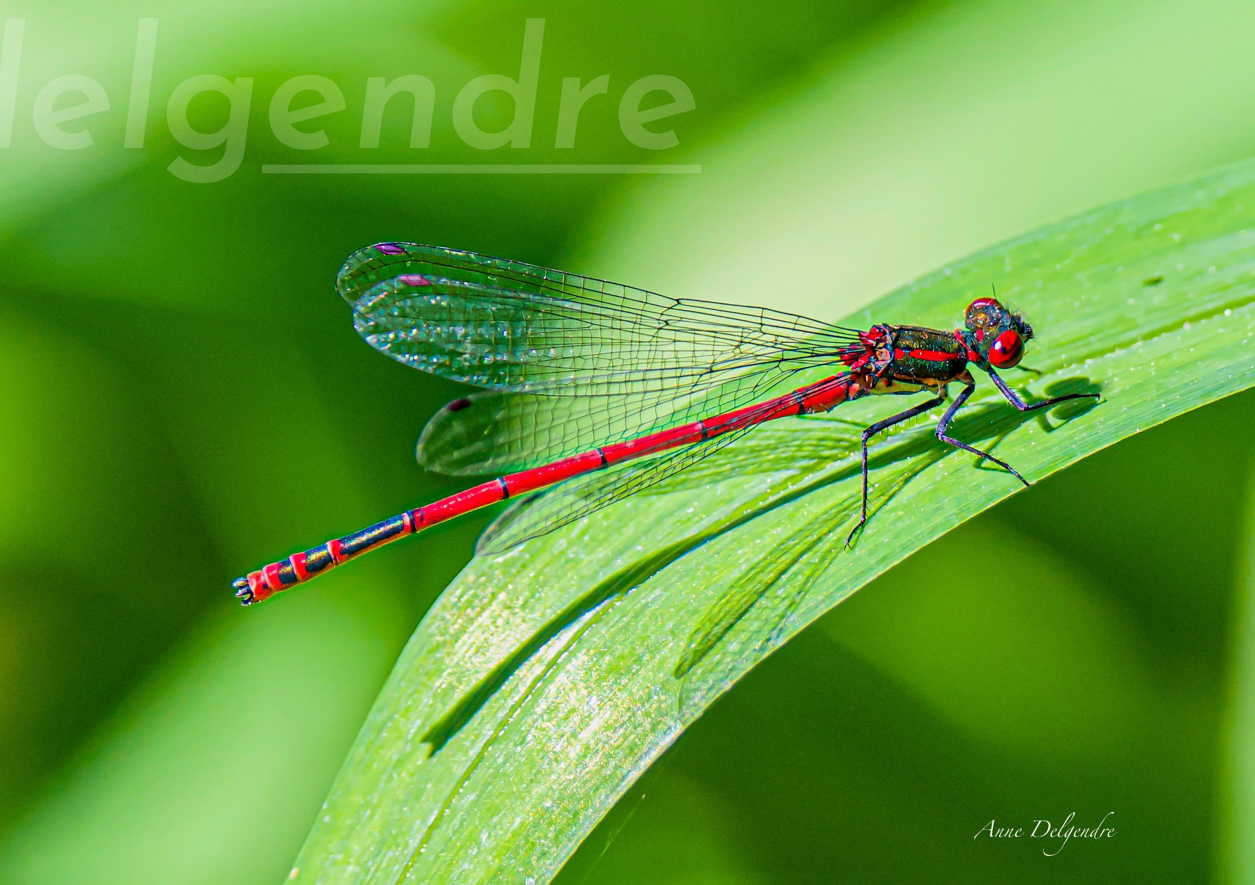 En habit rouge