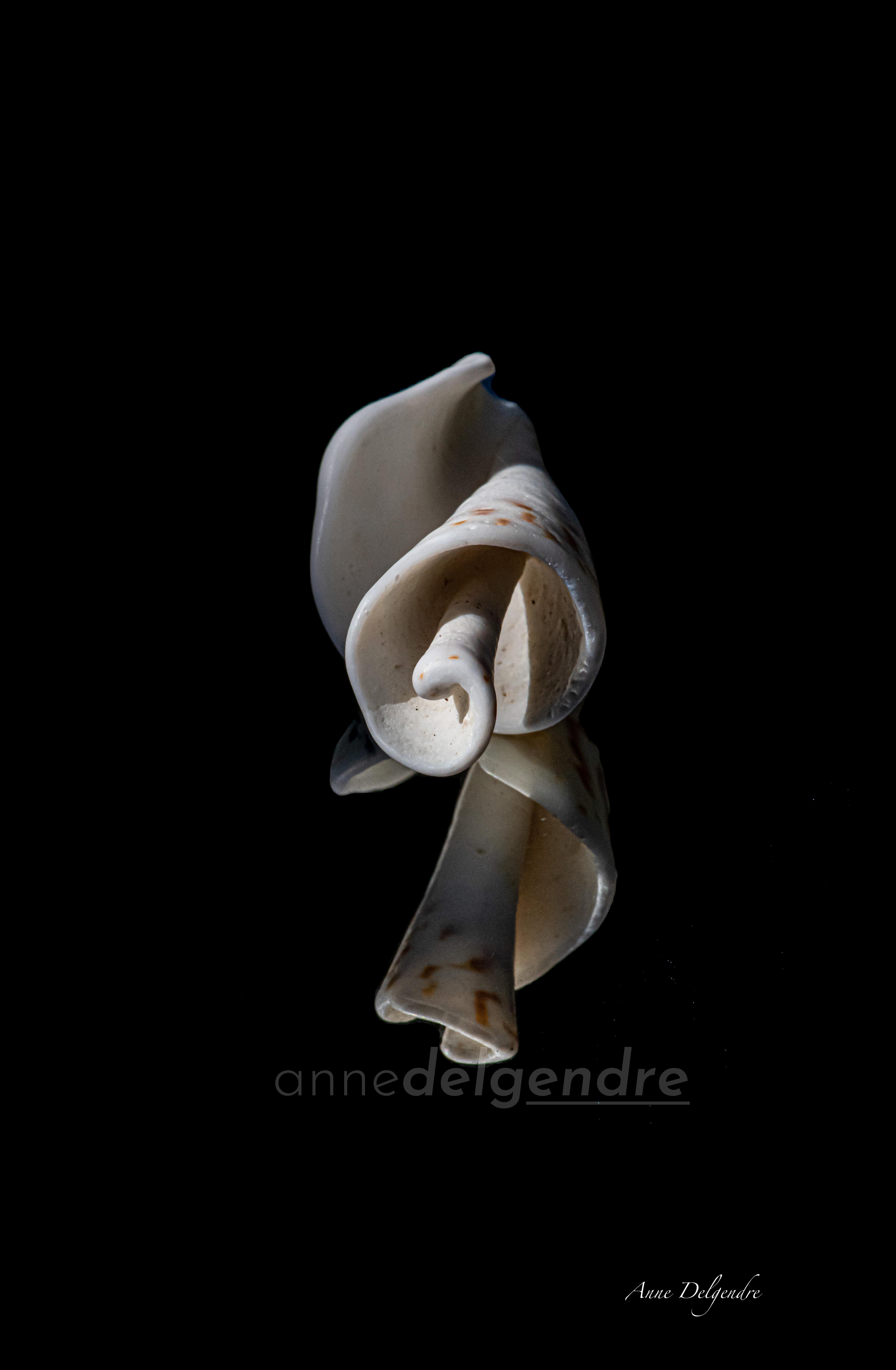 Spirale 