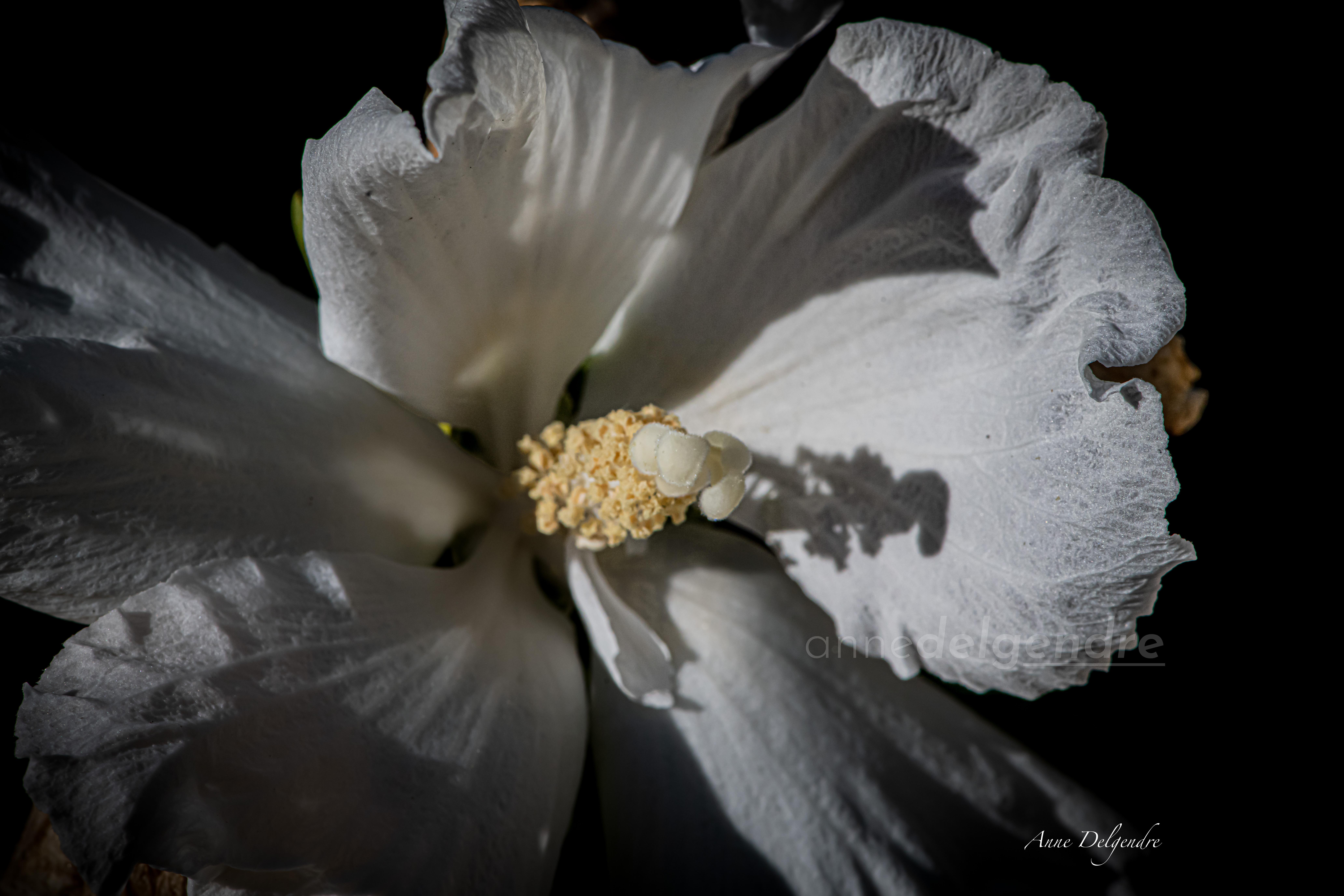 Cœur d’hibiscus 