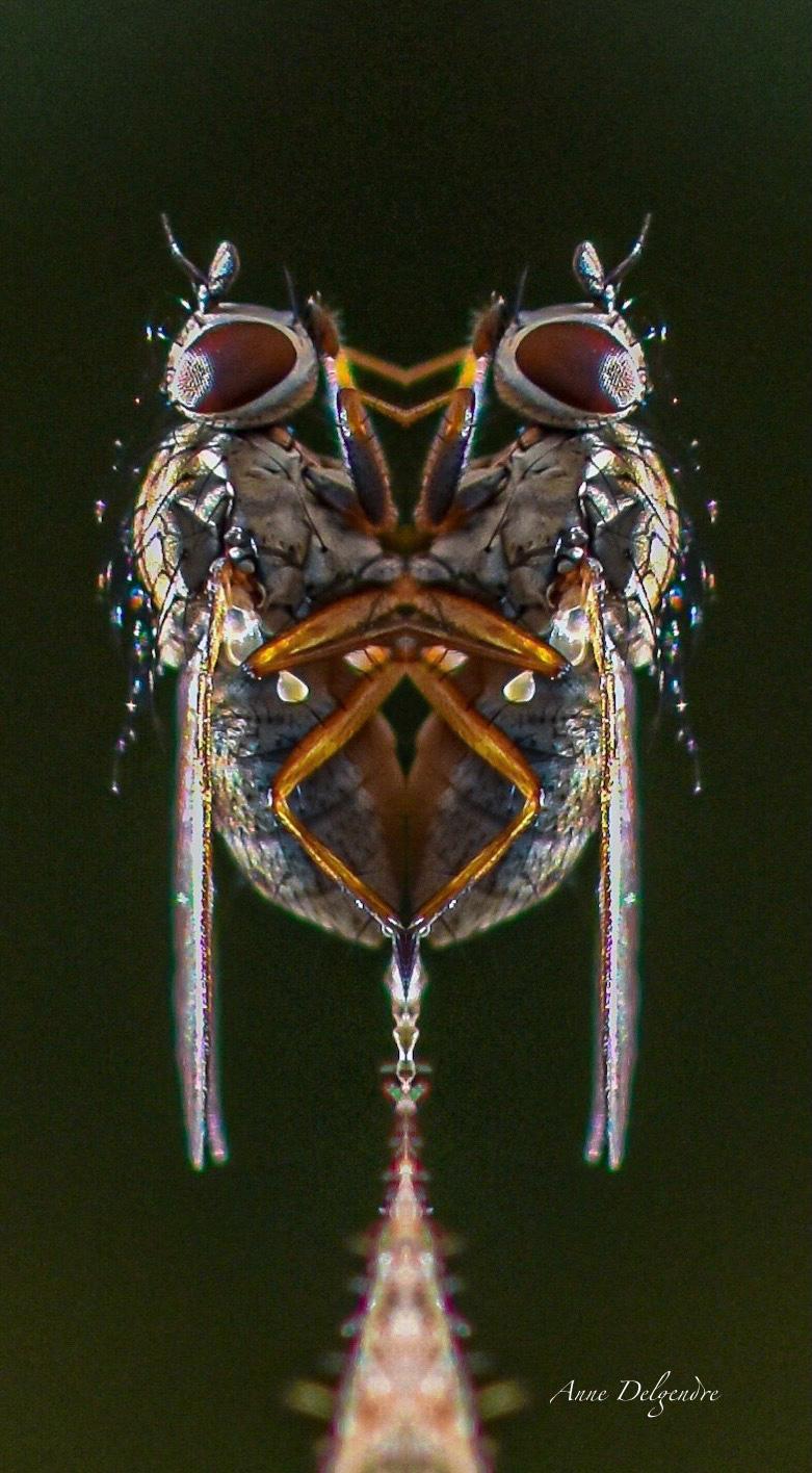 Le masque fait mouche