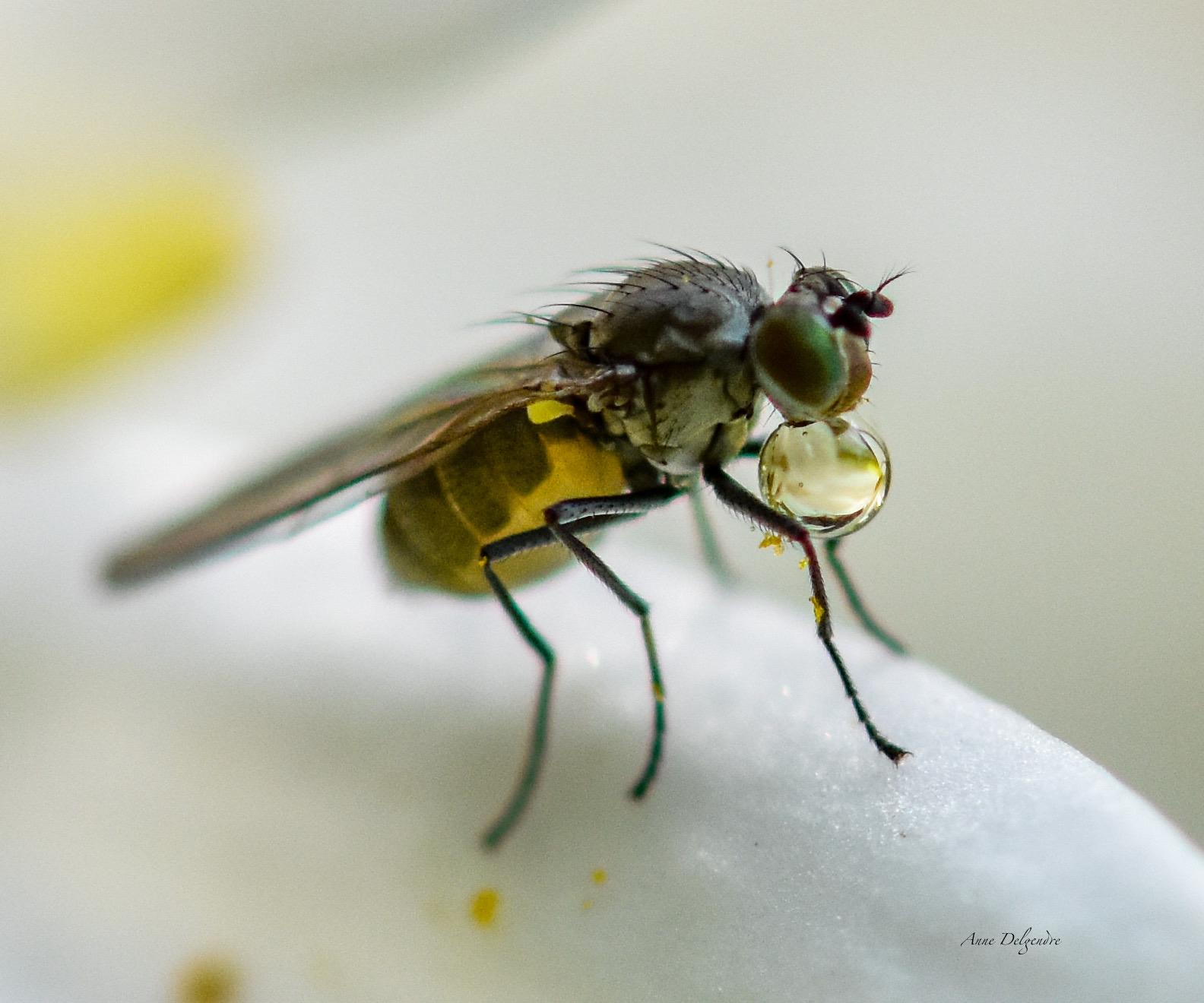 Elle bulle