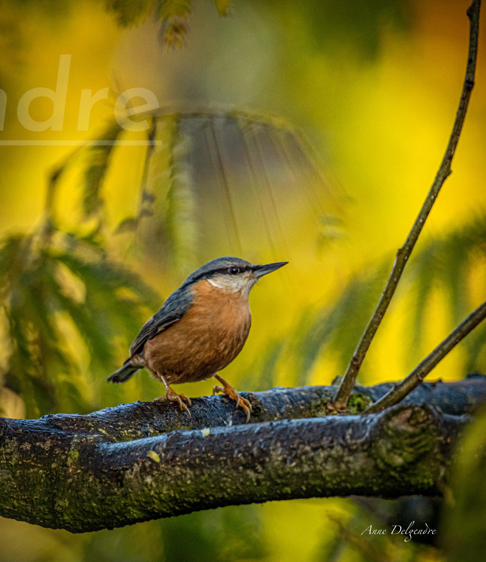 Sittelle d’automne