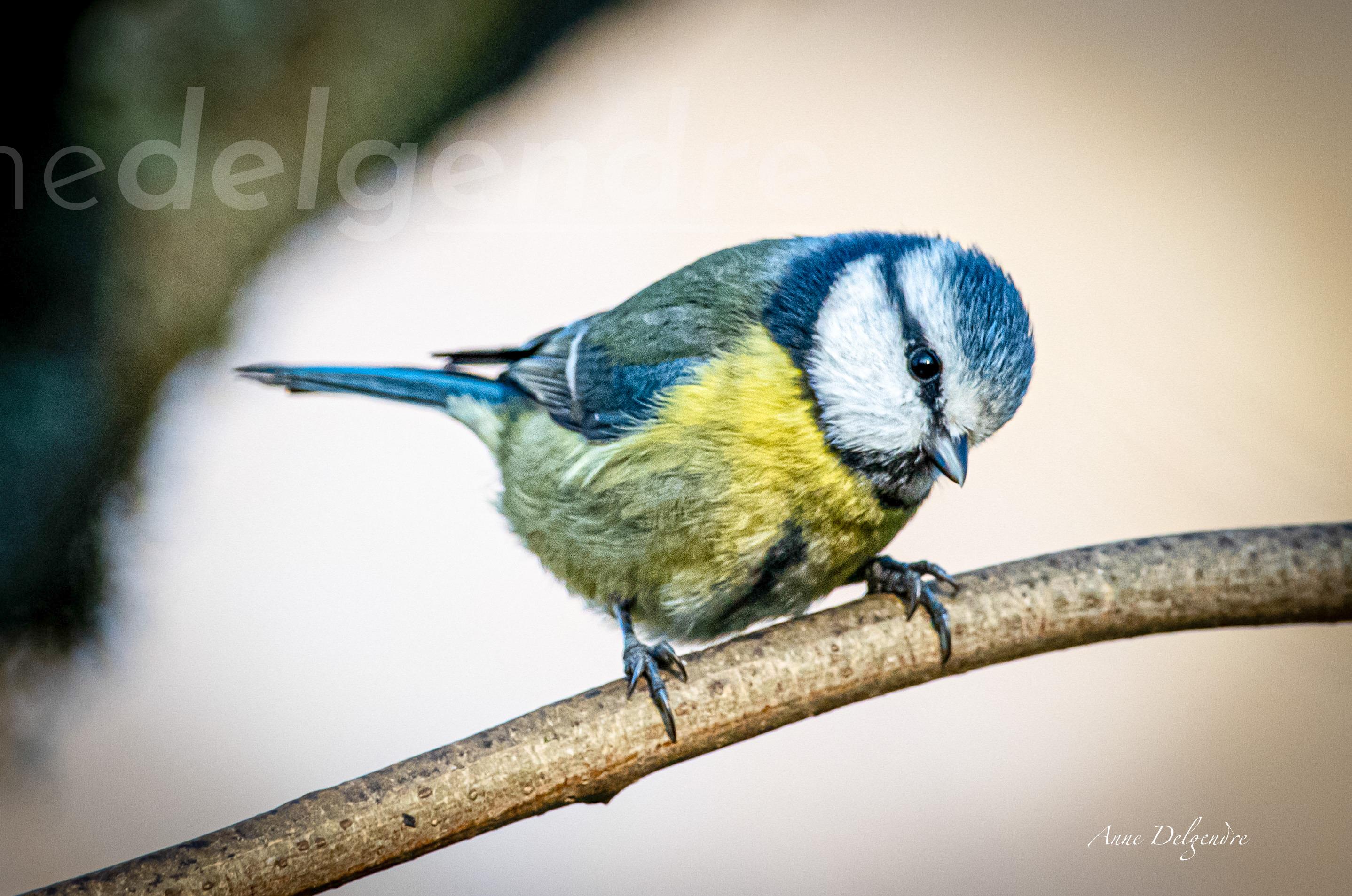 Bleue 
