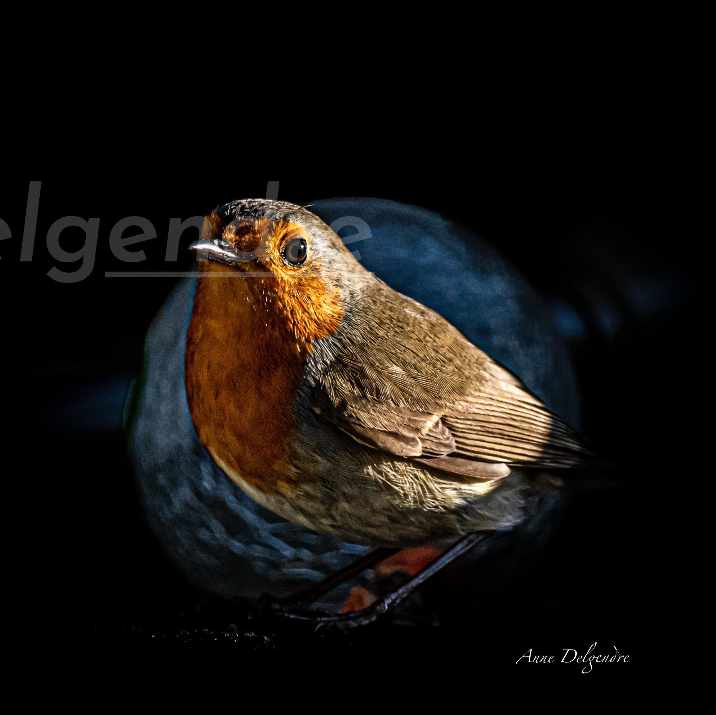 Regard du petit matin 