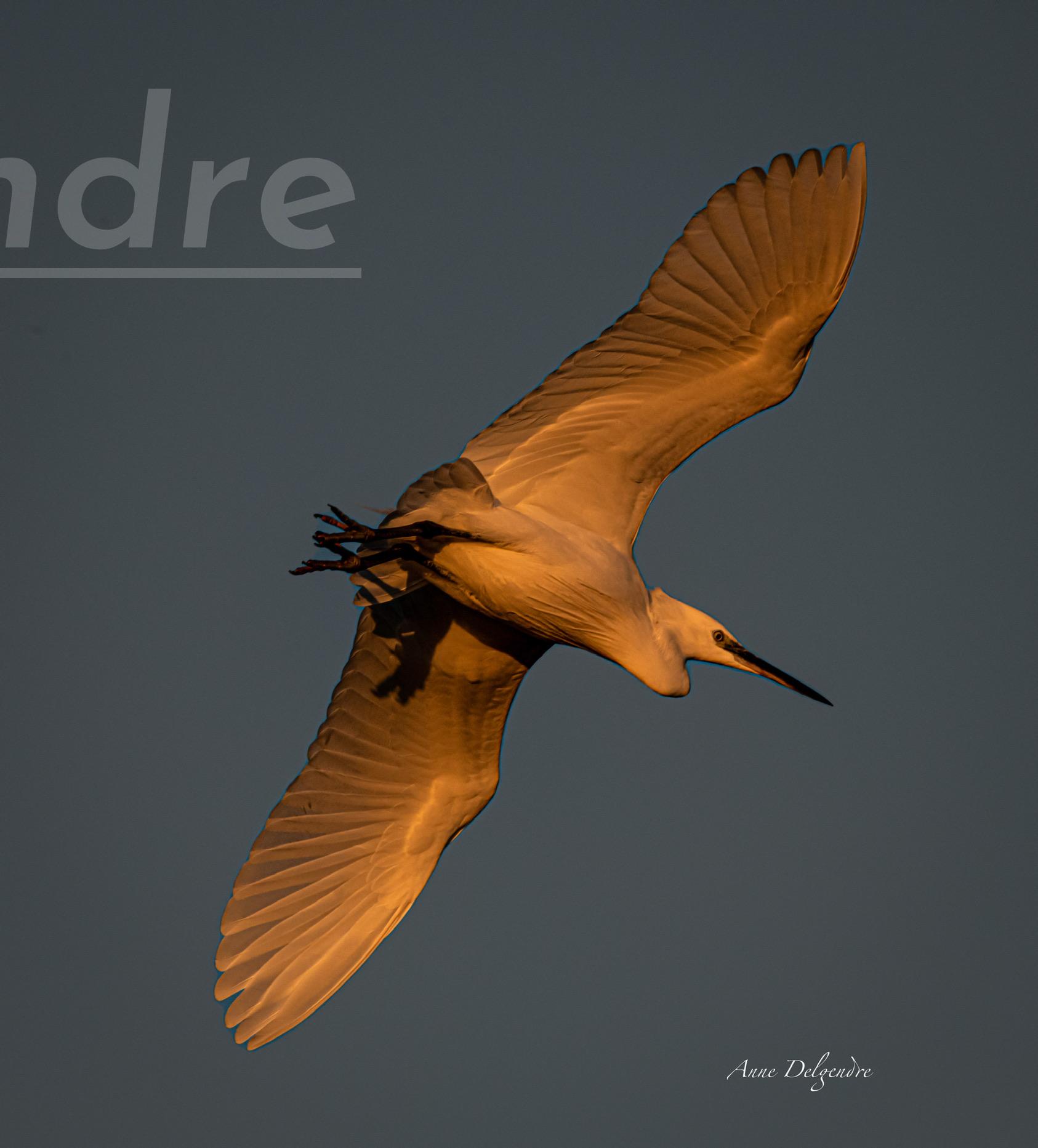 A l’heure dorée 