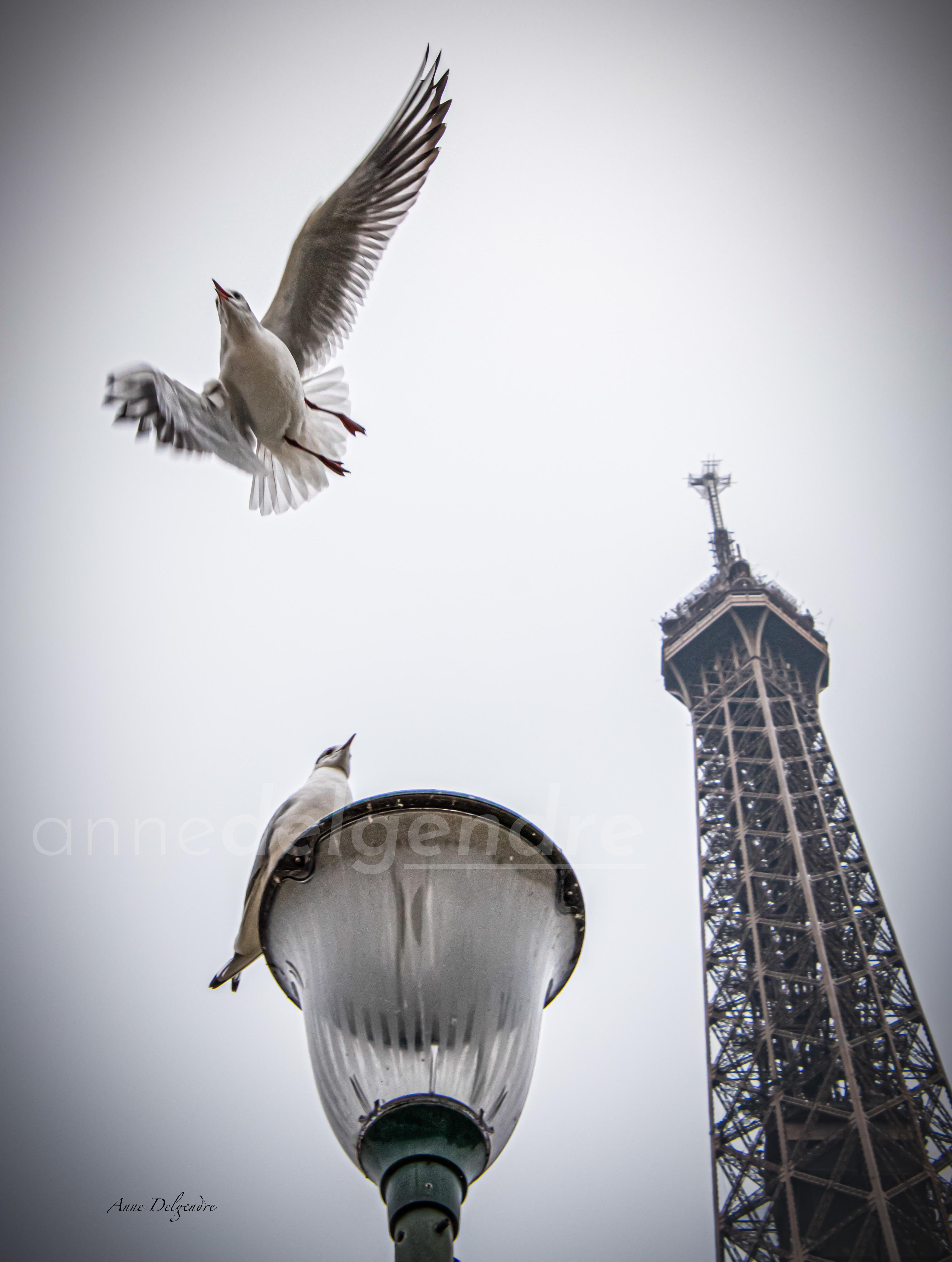 Mouette à Paris