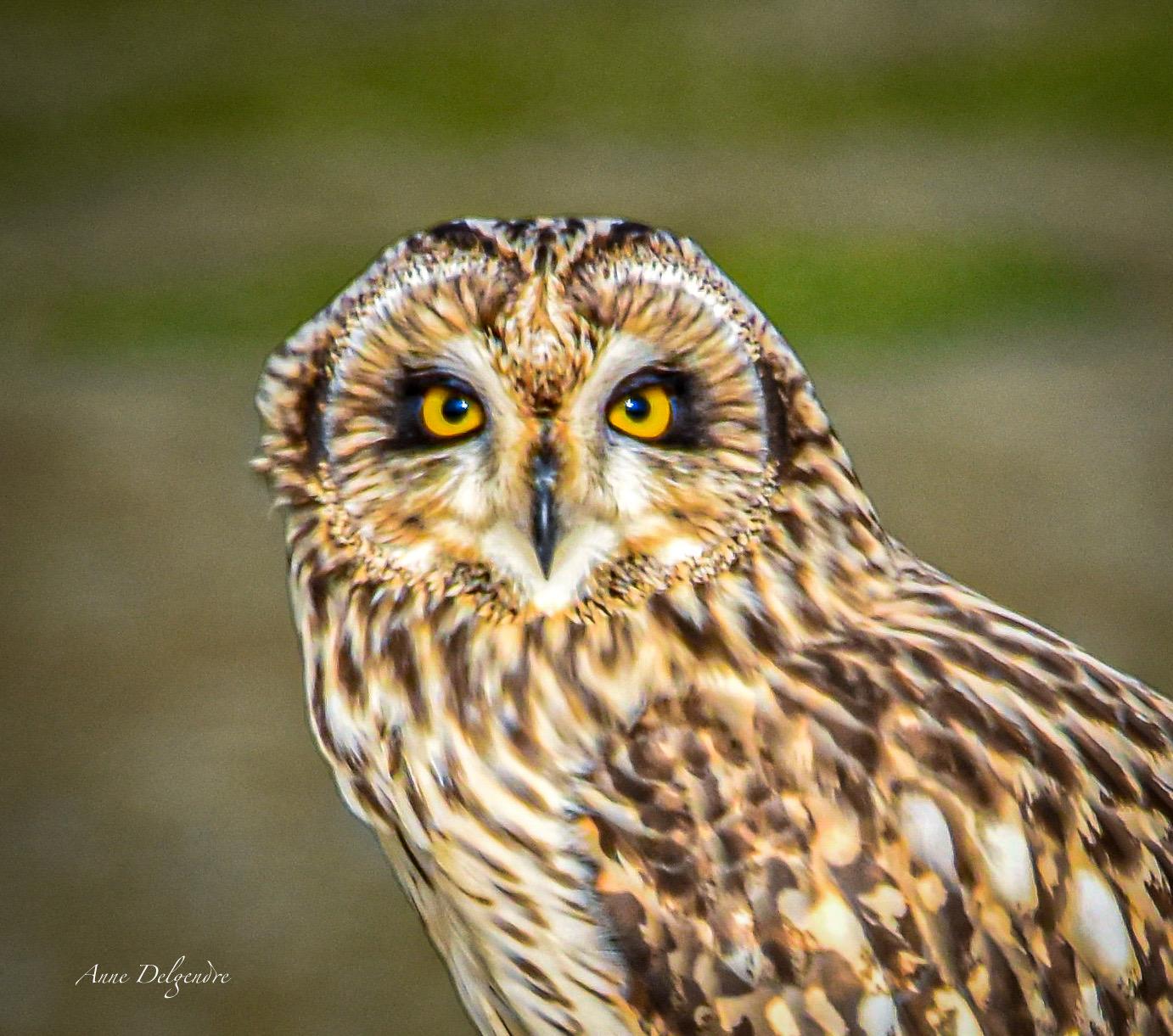 L’œil du hibou 