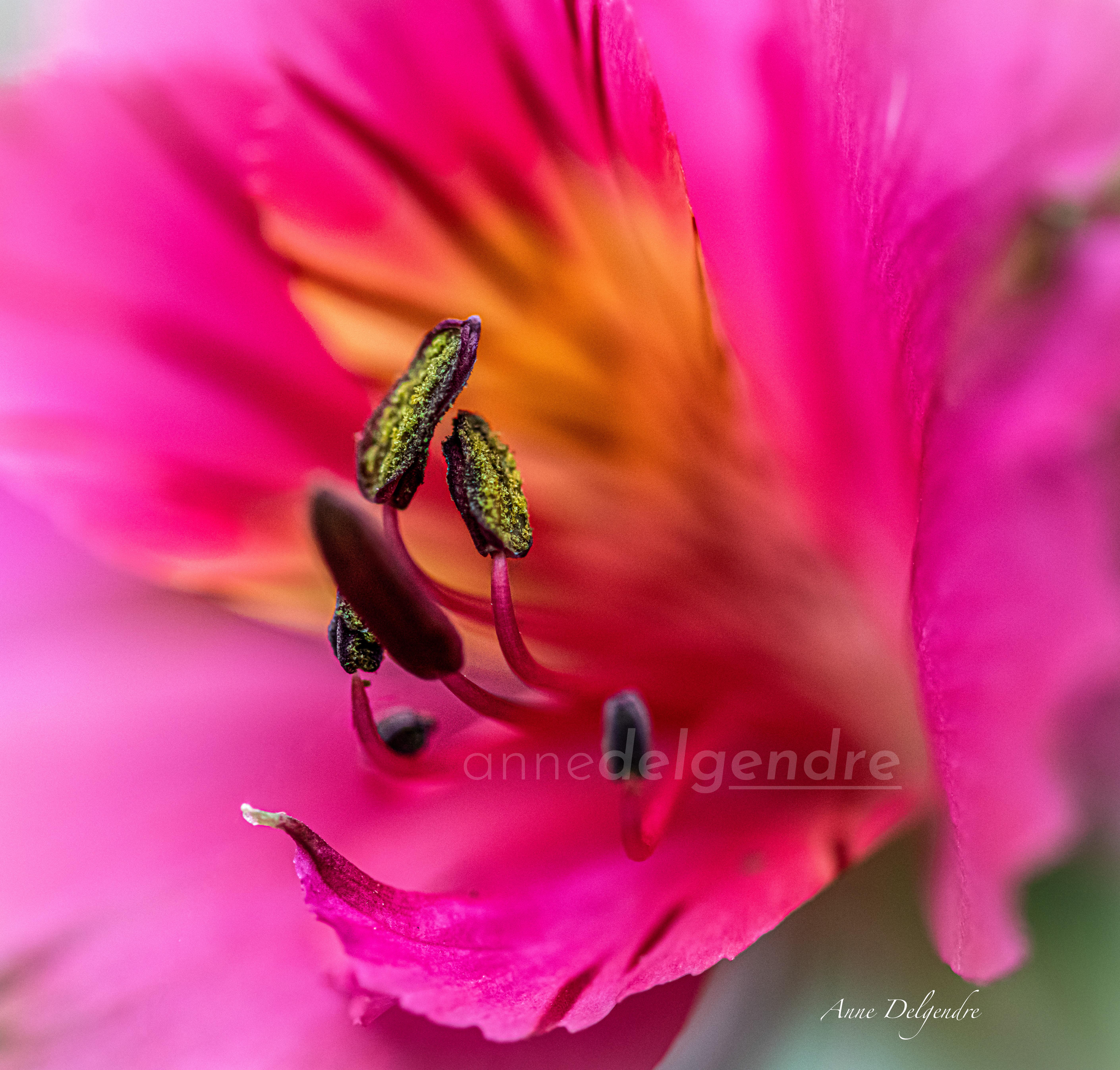 Cœur de fleur 
